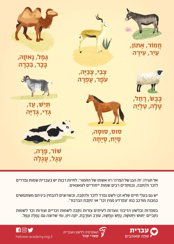⁦ערכת כרזות חגיגית ליום העברית תש"ף⁩ – תמונה ⁦4⁩
